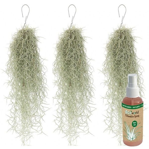 vdvelde.com - Air Plants Usneoides - 3 Sträuße 30/40 cm hoch - Air Plants Zimmerpflanzen + Tillandsia Spray