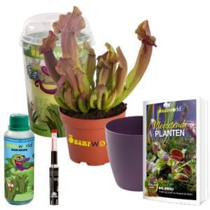 vdvelde.com -  Vleesetende plant - Trompetbekerplant Maroon - Incl. Watermeter
