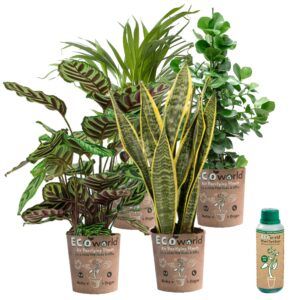 vdvelde.com -  Urban Jungle - Makkelijk te verzorgen soorten - Kamerplanten 4 stuks - Ø 12 cm - Hoogte 30-40 cm in Eco potten + Kamerplantenvoeding
