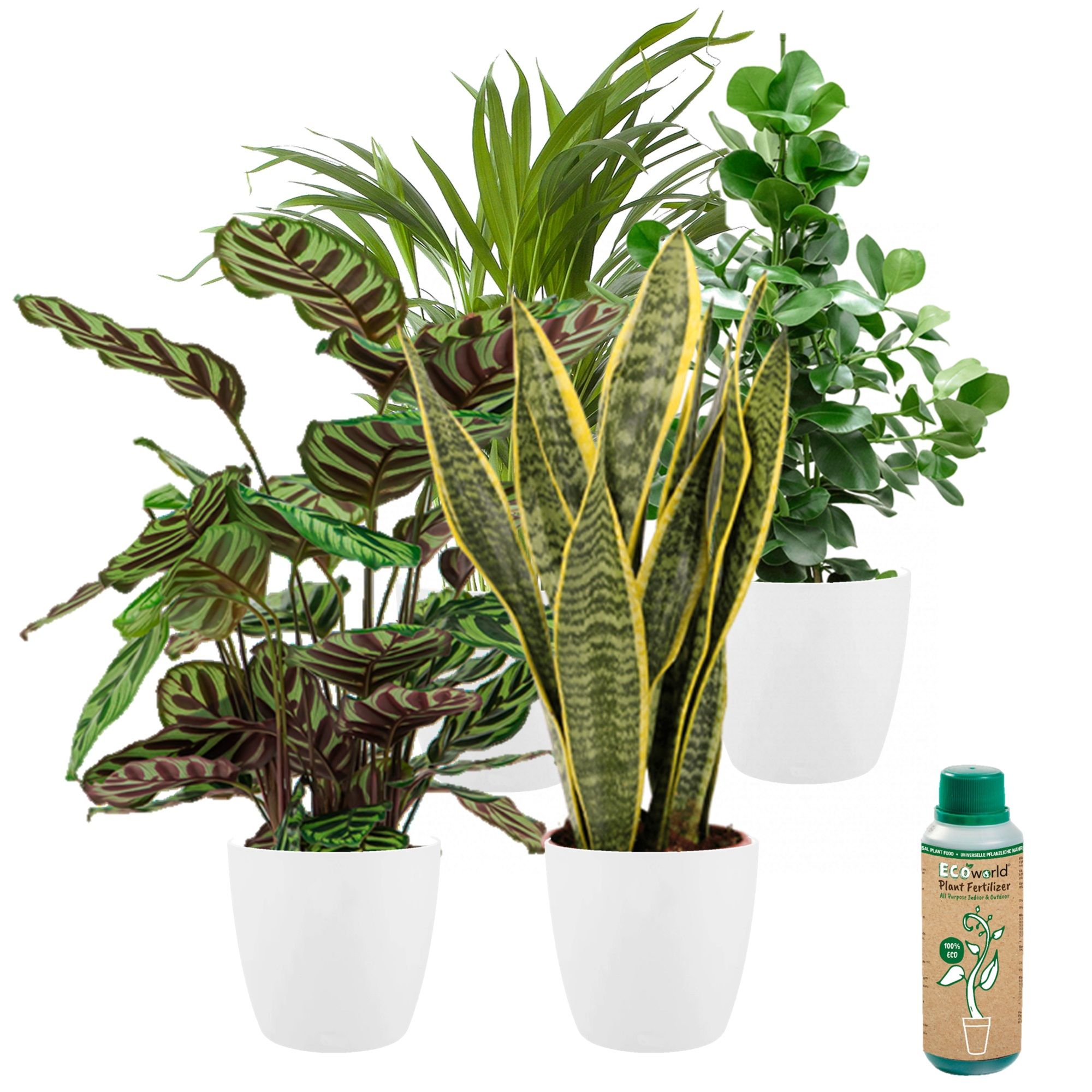 vdvelde.com - Urban Jungle - Variétés faciles d'entretien - Plantes d'intérieur 4 pcs - Ø 12 cm - Hauteur 30-40 cm dans des pots d'ornement en plastique blanc + nourriture pour plantes d'intérieur