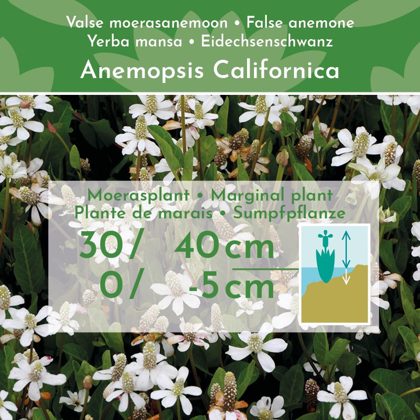 Valse-Moerasanemoon-4-planten-Anemopsis-Californica-2