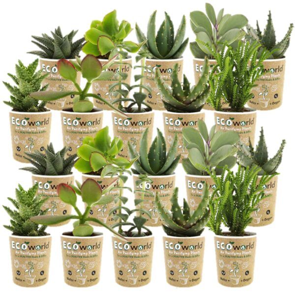 vdvelde.com -  Mini Vetplanten / Succulenten Mix - 20 stuks - Ø 6 cm - Hoogte 8-15 cm