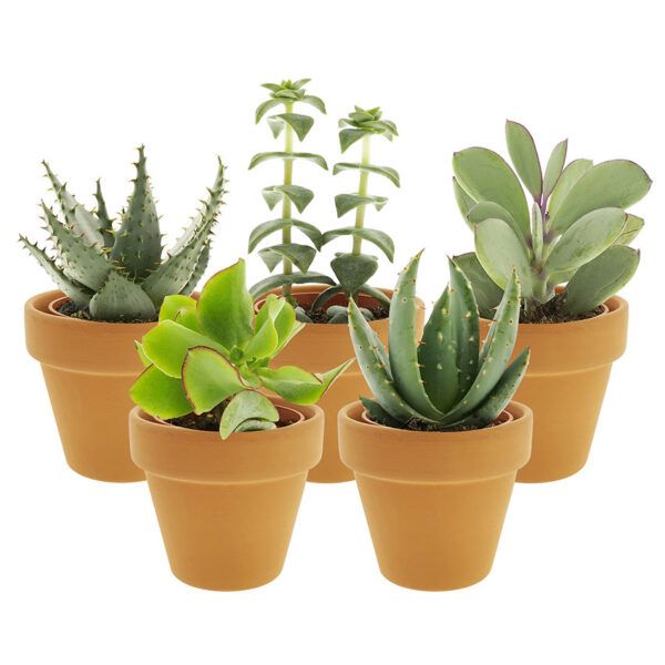 vdvelde.com -  Mini Vetplantjes Mix in terracotta potjes - Succulenten mix - 5 stuks - Ø 6 cm - Hoogte 8-15 cm