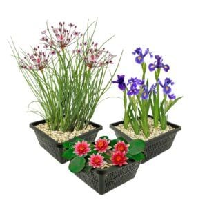 vdvelde.com - Teichpflanzen Winterherz - 9 Wasserpflanzen - Für 500 Liter Wasser - Rote Seerose