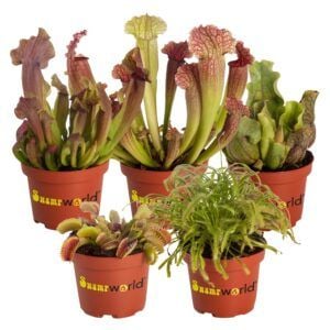vdvelde.com - Mélange de Plantes Carnivores - 5 pièces - Espèce de plante : 1x Venus Flytrap