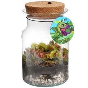 vdvelde.com - Corky Glass - Piège à mouches de Vénus - Plante écosystème avec lampe - 1 Plante carnivore Piège à mouches de Vénus + Livre des plantes carnivores - Ø 13 cm - Hauteur 20 cm
