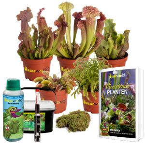 vdvelde.com - Plantes Carnivores DIY Terrarium Set 5 - 1 Venus Flytrap - 1 Sundew - 3 Cup Plants - Ø 9 cm - Hauteur 10-20 cm - Carnivorous Plants Book