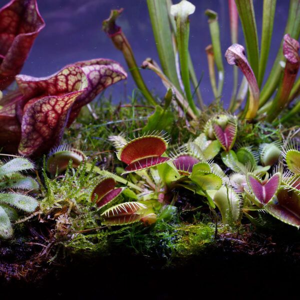 Gekleurde Potten en Vleesetende Planten Boek - Dionaea Muscipula Pot Ø 9 cm