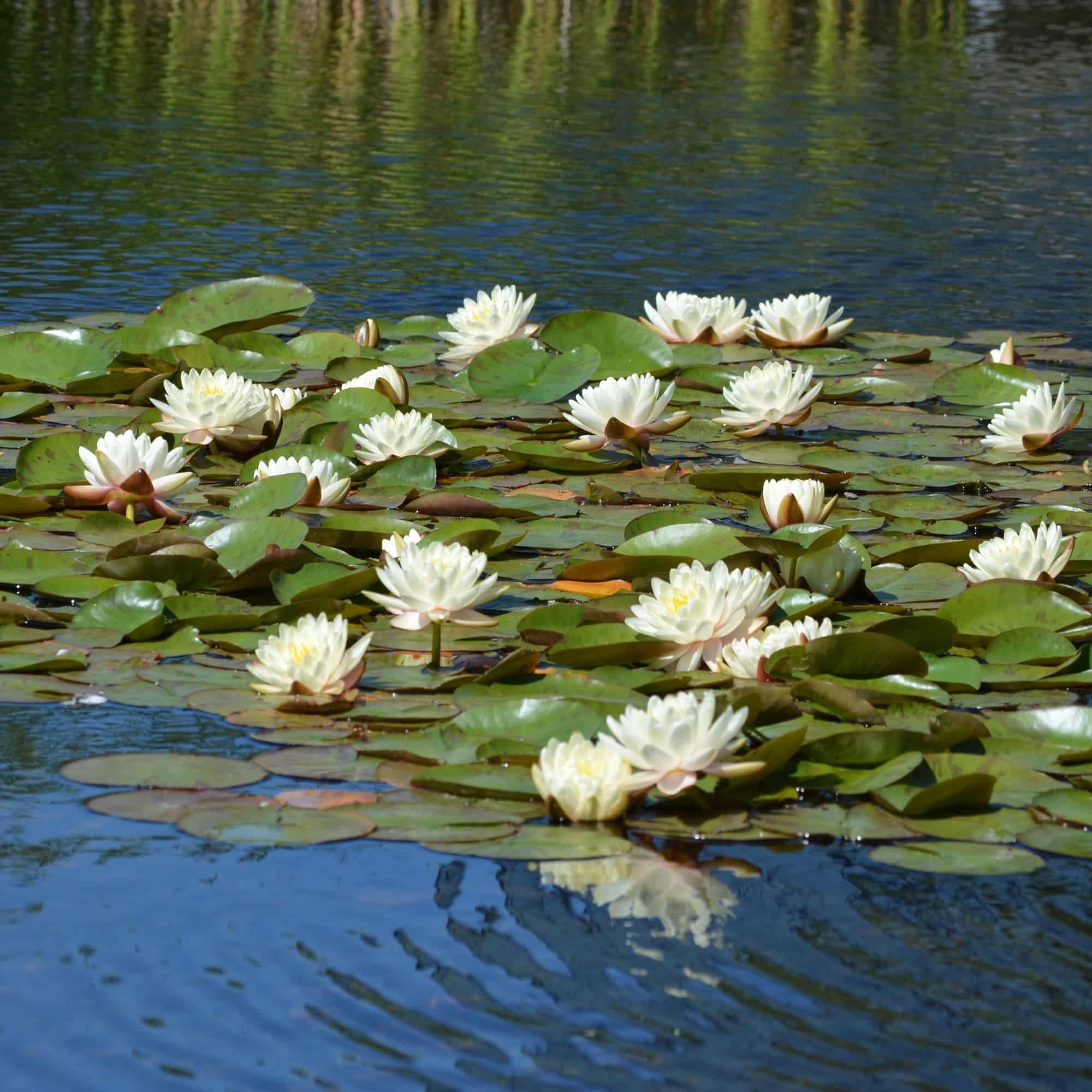 Waterlelie-Veld-30-lelies-Nymphaea-Drop-Grow-1