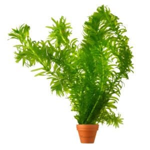 vdvelde.com -  Waterpest Plantjes Elodea Densa - 5 bosjes - Hoogte 20 cm - Zuurstofplant voor Vijver en Aquarium - Van der Velde Waterplanten