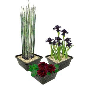 vdvelde.com - Teichpflanzen Winterherz - 9 Wasserpflanzen - Für 500 Liter Wasser - Schwarze Iris