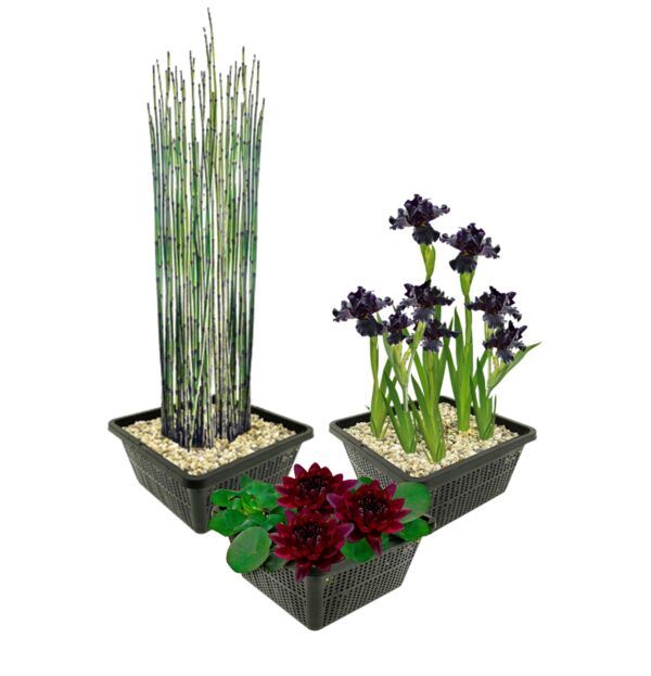 vdvelde.com -  Vijverplanten Winterhart - 9 Waterplanten - Voor 500 liter water - zwarte Iris