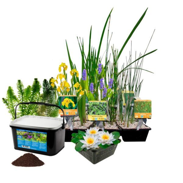 vdvelde.com -  Waterplanten Pakket - voor ca. 2000 liter water - 36 Winterharde Waterplanten - Inclusief Vijvermanden