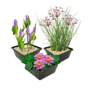 vdvelde.com - Teichpflanzen Winterherz - 9 Wasserpflanzen - Für 500 Liter Wasser - Rosa Hechtkraut