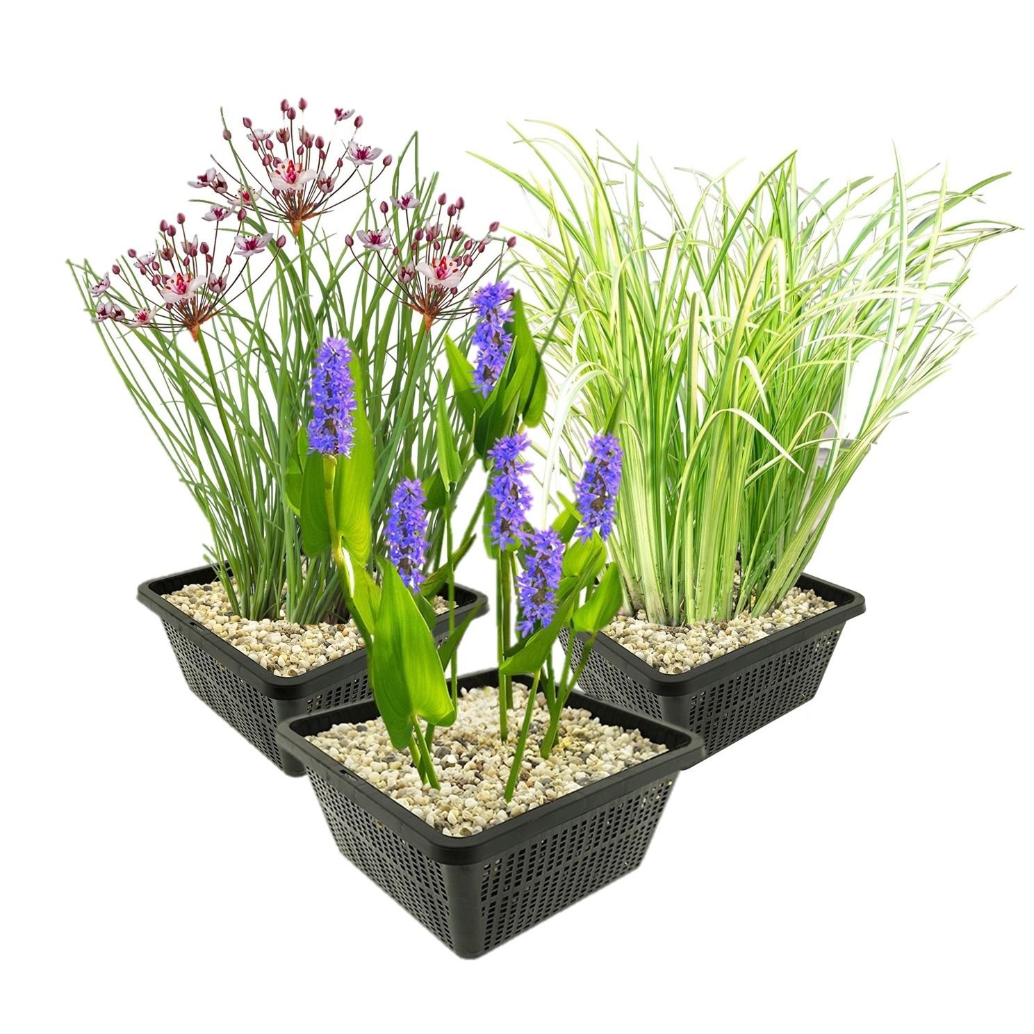 Set de plantes pour étang - Plantes aquatiques