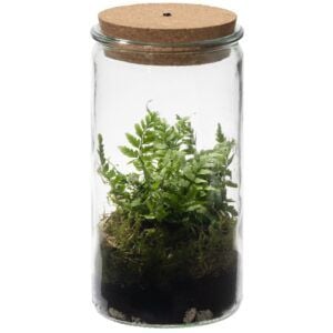 vdvelde.com - Ökosystem Pflanze mit Lampe - Ecoworld Dschungel Weck Glas mit Lampe + 1 Terrarium Pflanze Farn - Ø 10