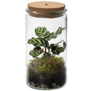 vdvelde.com - Ökosystem Pflanze mit Lampe - Ecoworld Tropisches Weckglas mit Lampe + 1 Terrarienpflanze Bunte Zimmerpflanze - Ø 10