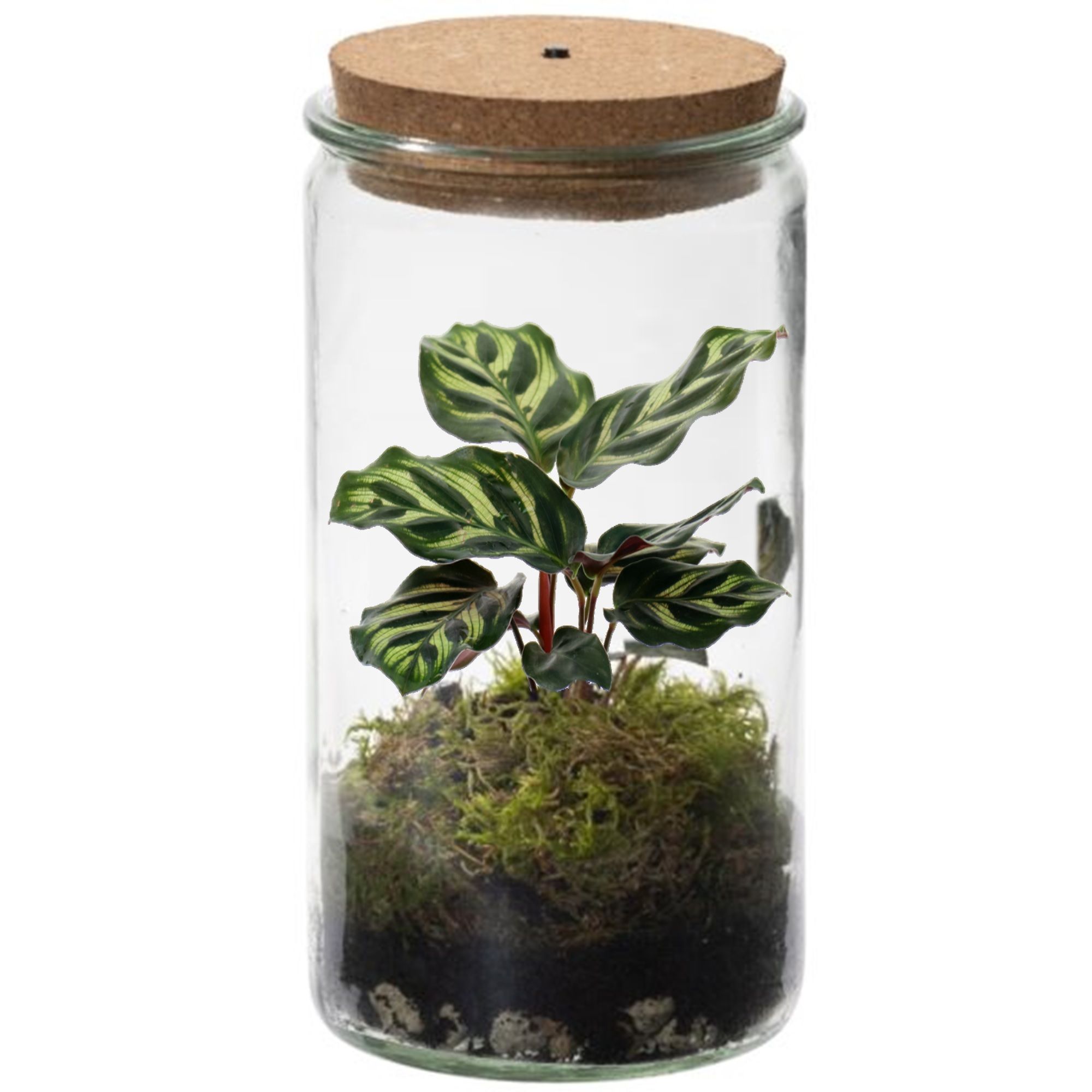 vdvelde.com - Plante d'écosystème avec lampe - Ecoworld Tropical Weck Glass avec lampe + 1 plante de terrarium Plante d'intérieur colorée - Ø 10