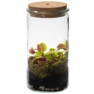 vdvelde.com - Weck Glass - Piège à mouches de Vénus - Plante écosystème avec lampe - 1 Plante carnivore Piège à mouches de Vénus + Livre des plantes carnivores - Ø 10