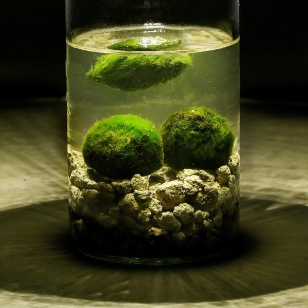Marimo moss balls: Great balls of algae for your underwater terrarium or  aquarium, Life & Culture
