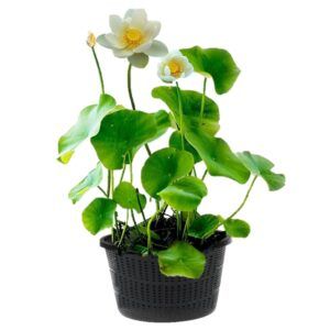 vdvelde.com Lotus plant blanc 2 pièces