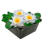 Witte Waterlelie Inheems