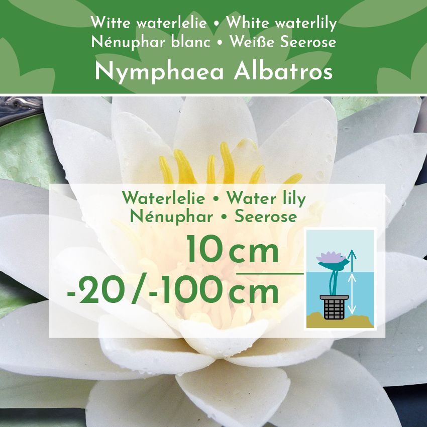 Witte-Waterlelie-Nymphaea-Albatros-2