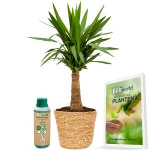 vdvelde.com -  Yucca Elephantipes -  Yucca plant - Palmlelie in Zeegras Pot Luchtzuiverende Kamerplant - Makkelijk te verzorgen - Palm potmaat 12 cm