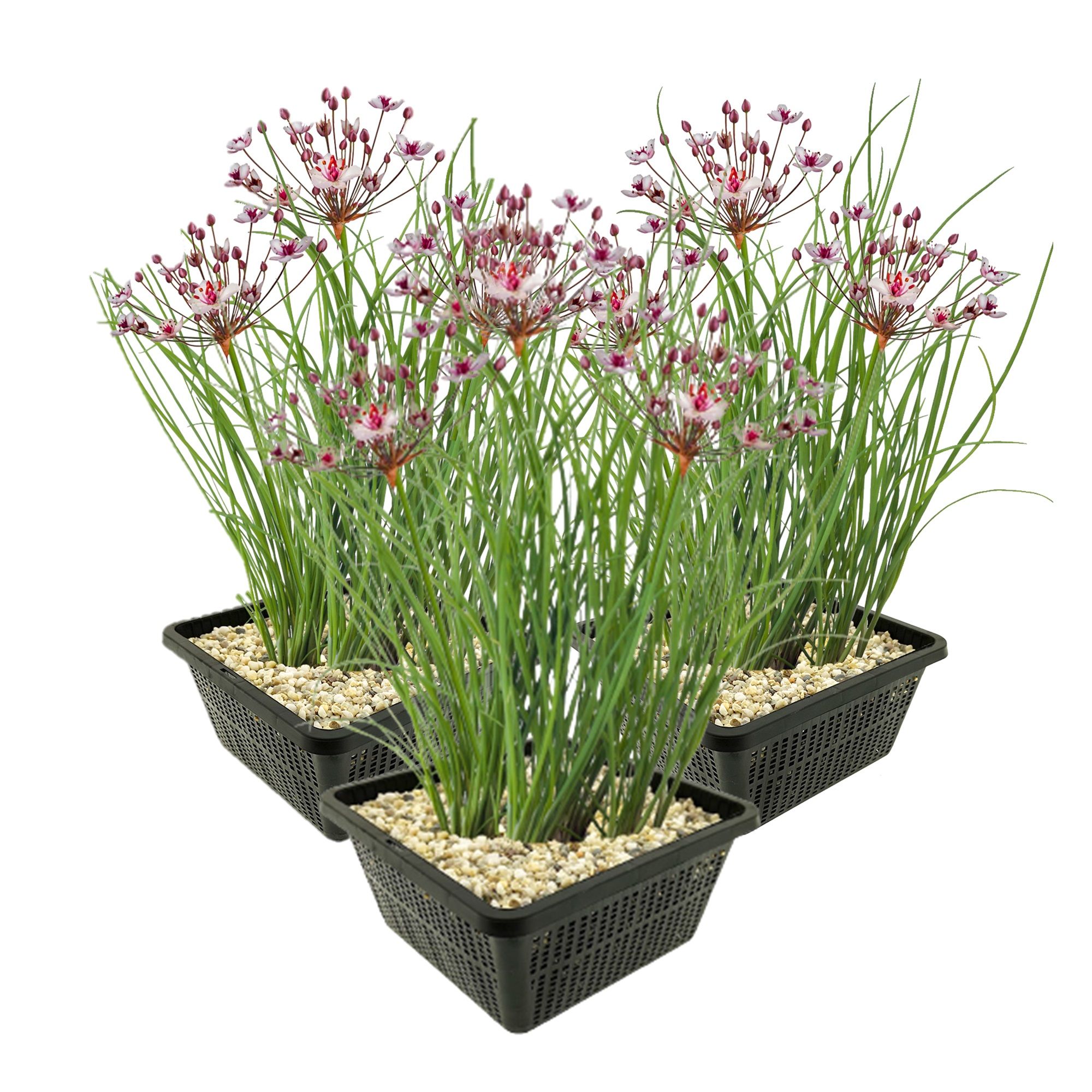 vdvelde.com - Fleur de Cygne Butomus Umbellatus - 12 pièces + 3x Panier d'étang Plantes d'étang rustiques - Van der Velde Aquatic Plants