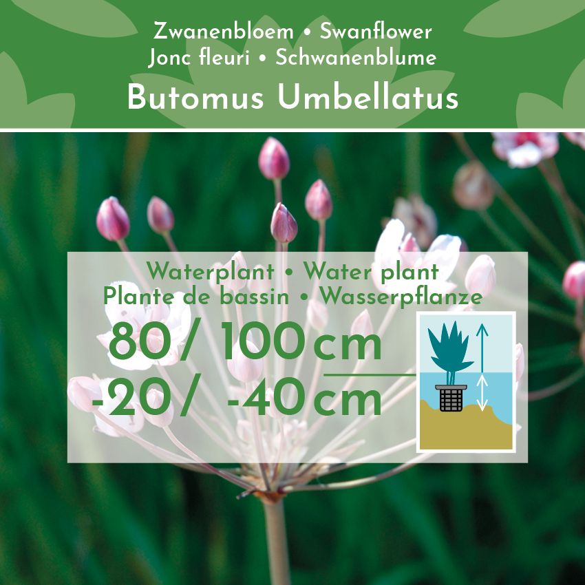 Zwanenbloem-4-planten-Butomus-Umbellatus-2