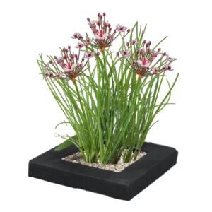 vdvelde.com - Schwanenblume Schwimmpflanzeninsel-Set - DIY - 4 blühende Butomus-Wasserpflanzen - inkl. Schwimmring