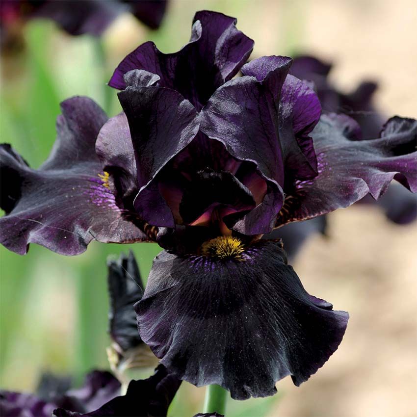 Zwarte-Lis-4-planten-Iris-Louisiana-Black-Gamecock-1