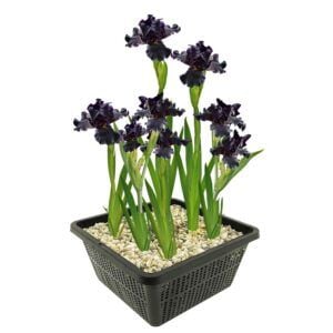 vdvelde.com -  Lis Paars - Paarse Wateriris - Iris Louisiana Black Gamecock - Iris Plant 4 stuks + Vijvermand - Winterharde Vijverplanten - Van der Velde Waterplanten