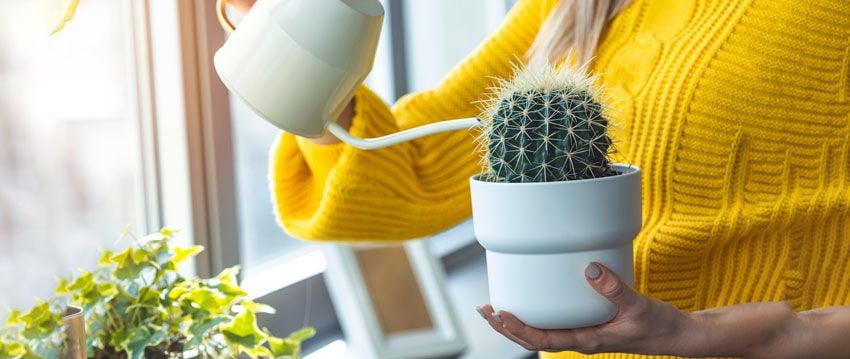 Cactussen verzorgen