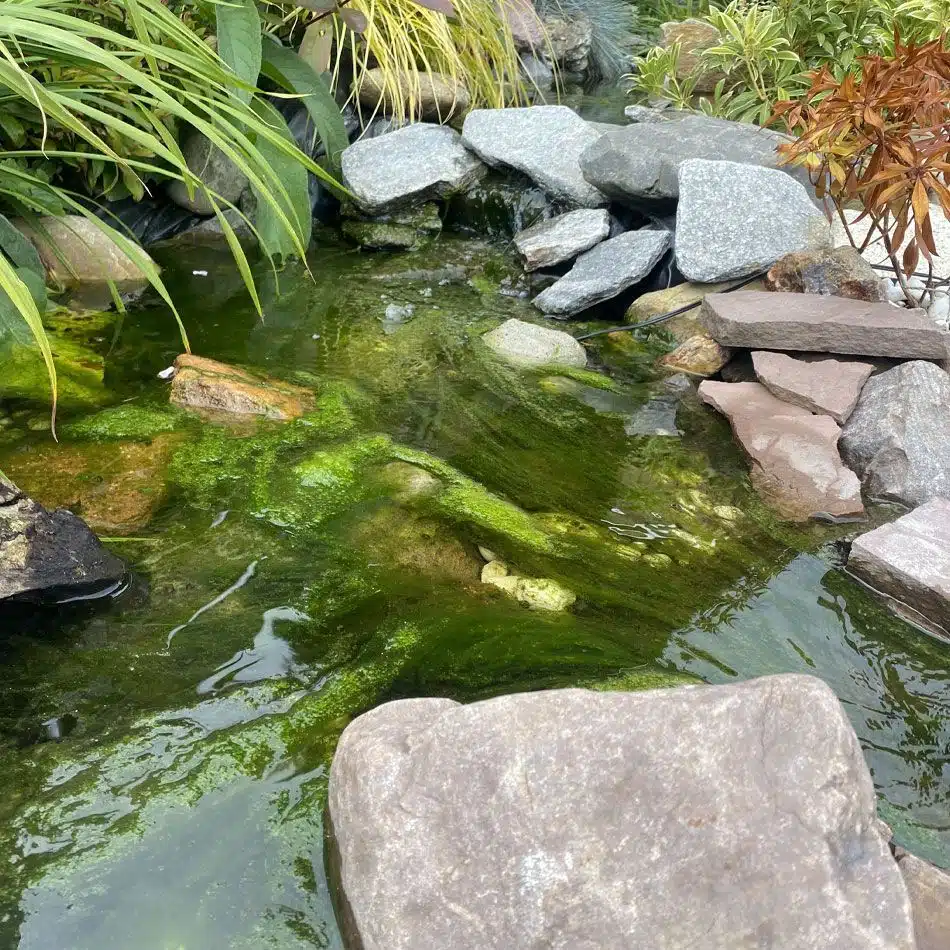 Faites flotter les algues dans votre étang