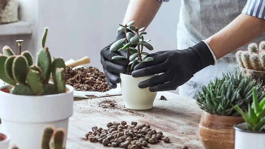 Prendre soin des plantes succulentes