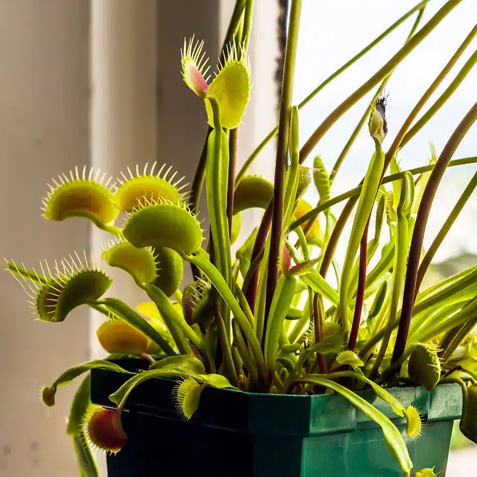 Vleesetende planten verzorgen