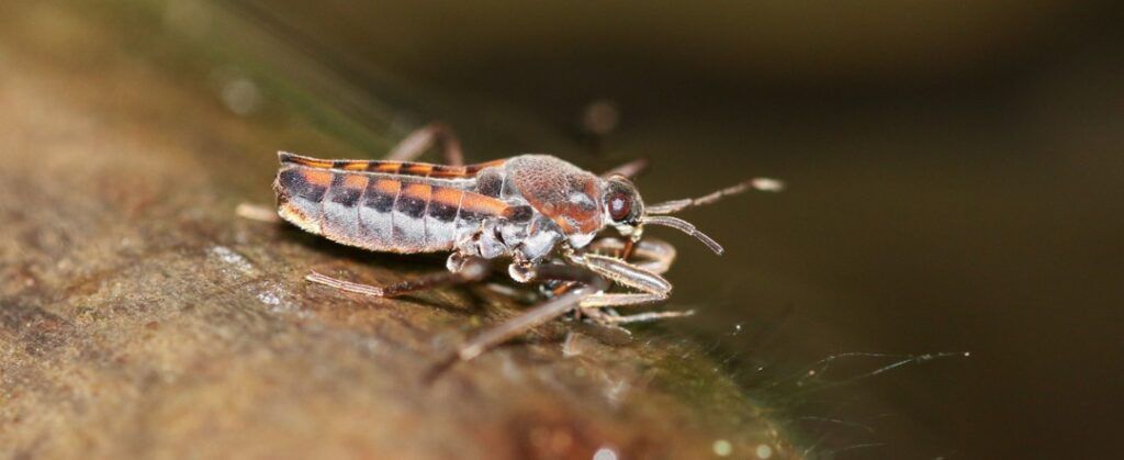 Waterinsecten en kleine waterbeestjes herkennen in de vijver
