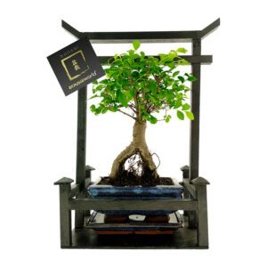 vdvelde.com Torri Gift Set - Bonsai starter kit - 8 years old - 26 x 15 x 34 cm including Complete Bonsai kit : Ciseaux à bonsaï