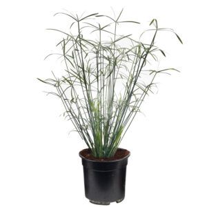 vdvelde.com Cyperus Papyrus Alternifolius - Papyrusplant - Ø 21 cm - Hoogte 80 cm - Winterharde Vijverplant - Voor binnen en buiten - Van der Velde Waterplanten
