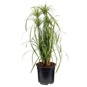 vdvelde.com Cyperus Papyrus - Parapluplant - Ø 21 cm - Hoogte 80 cm - Winterharde Vijverplant - Voor binnen en buiten - Van der Velde Waterplanten