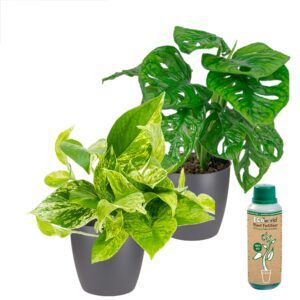vdvelde.com - Scindapsus und Monstera im anthrazitfarbenen Topf - Set mit 2 Pflanzen - Zimmerpflanze Topf 12cm