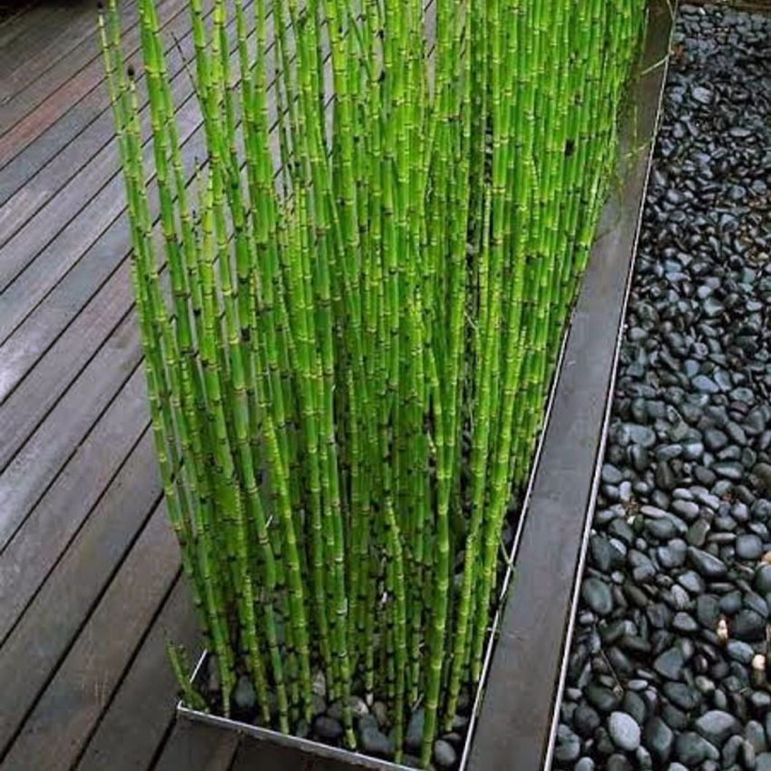 Japanse-Holpijp-80cm-hoog-Equisetum-Japonicum-1