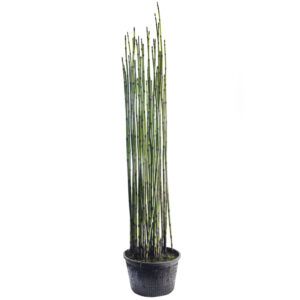 vdvelde.com Tuyau creux japonais - Equisetum Japonicum - Ø 22 cm - Hauteur 80 cm - Plante d'étang rustique - Van der Velde Aquatic Plants