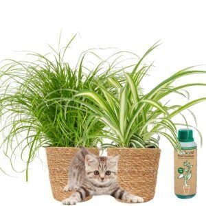 vdvelde.com - Cyperus Cat Grass - Grass Lily / Zebra Grass Chlorophytum Comosum - Animal Houseplant Set - Ø12 cm - Height 30-40 cm in Sea Grass Pots + Houseplant Food