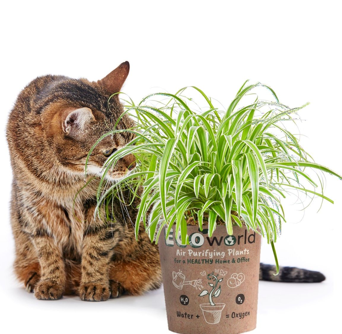 Kattengras-en-Graslelie-Diervriendelijke-kamerplanten-set-in-zeegras-potten-2-stuks-incl.-boek-en-voeding-5