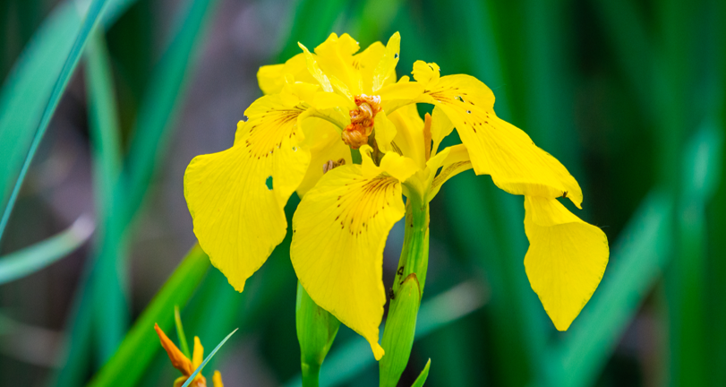 Lissen Iris pseudacorus Irissen vijverplant waterplant