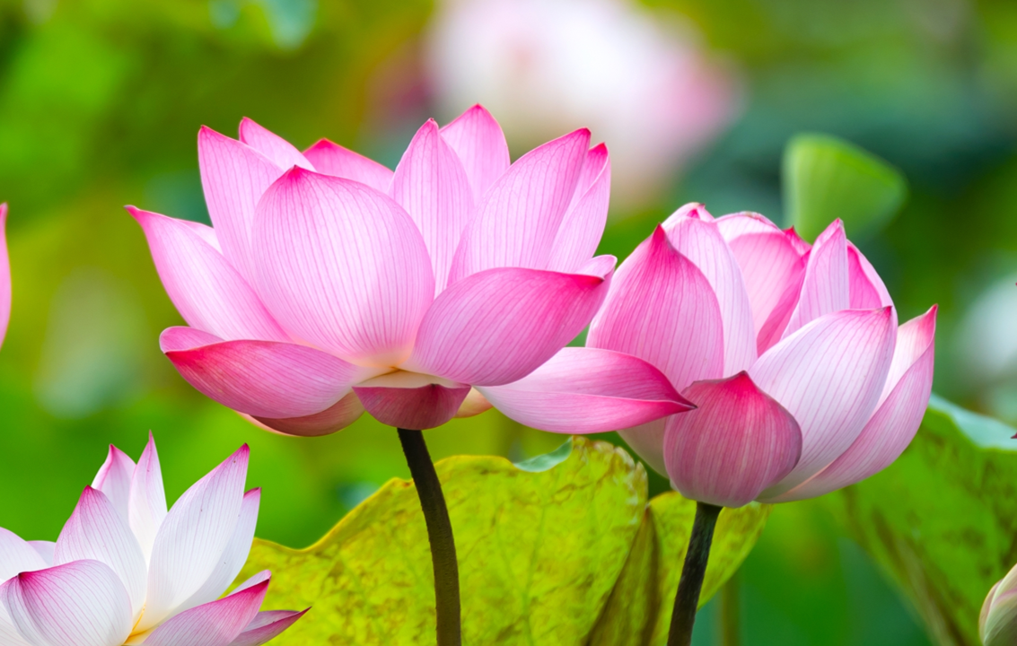 Lotus vijver lotussen roze wit
