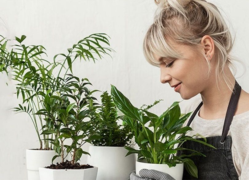Einfache und luftreinigende Zimmerpflanzen