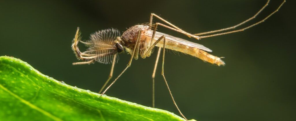 Waterinsecten en kleine waterbeestjes herkennen in de vijver